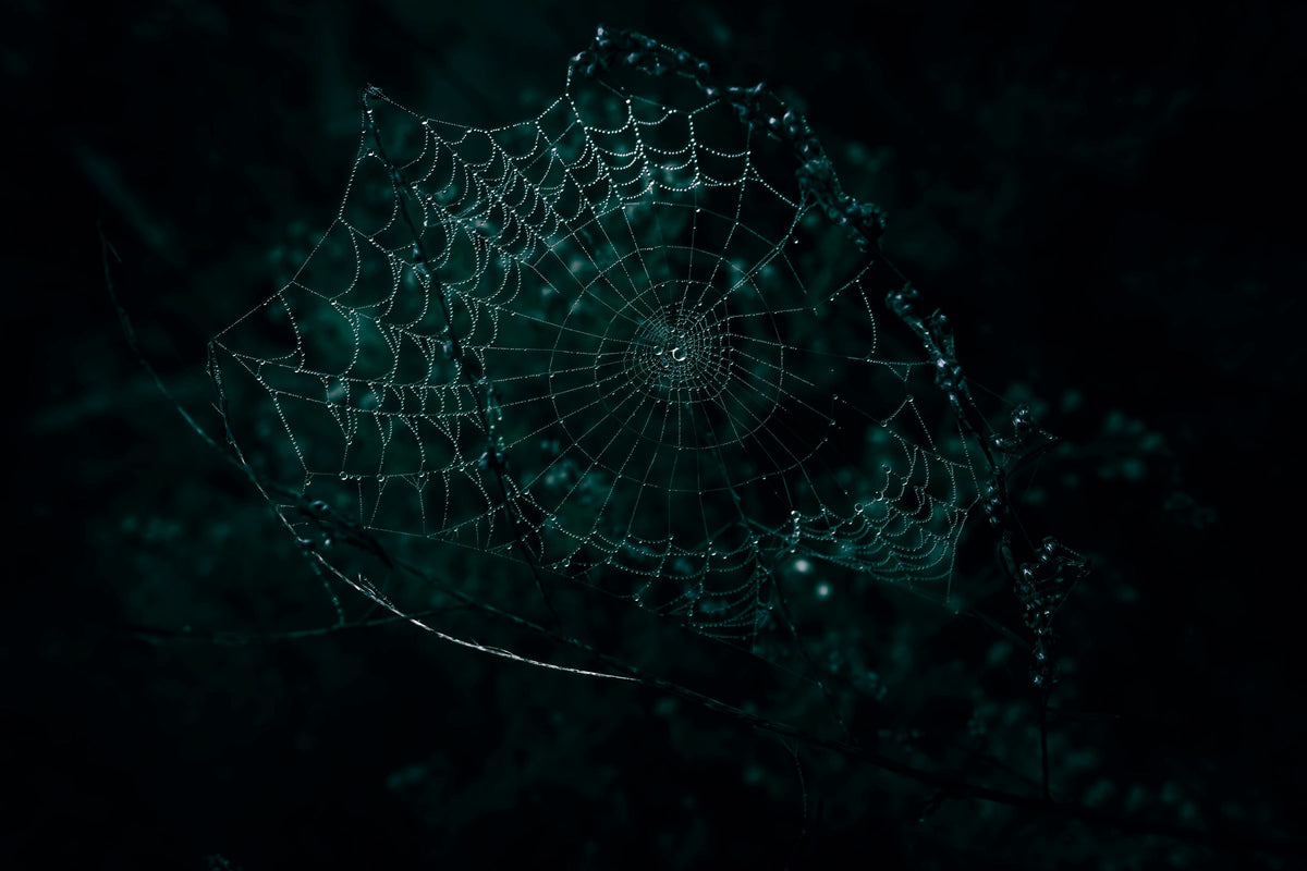 Dew drops on a spider web against a near-black background